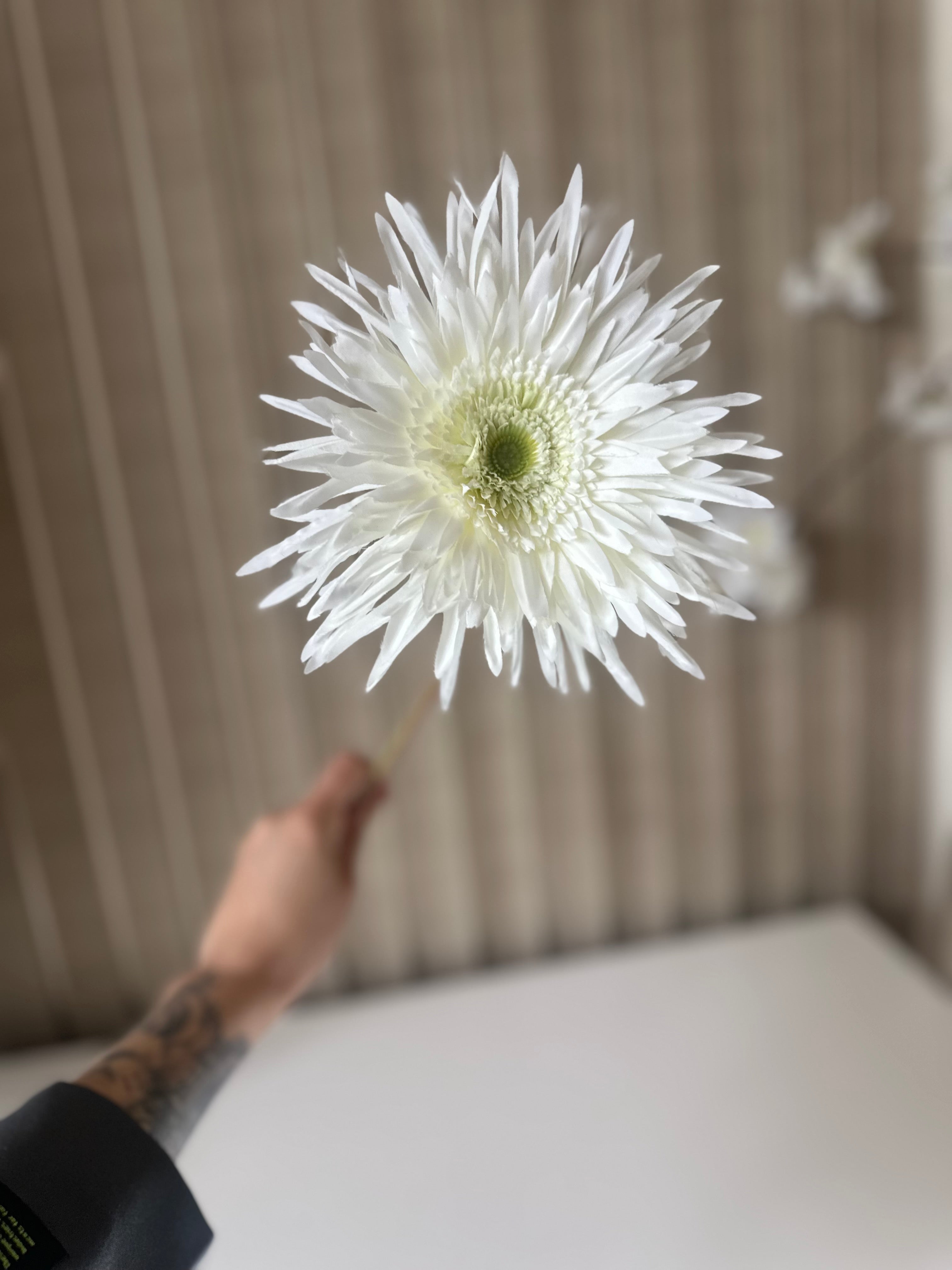 spider gerbera stem