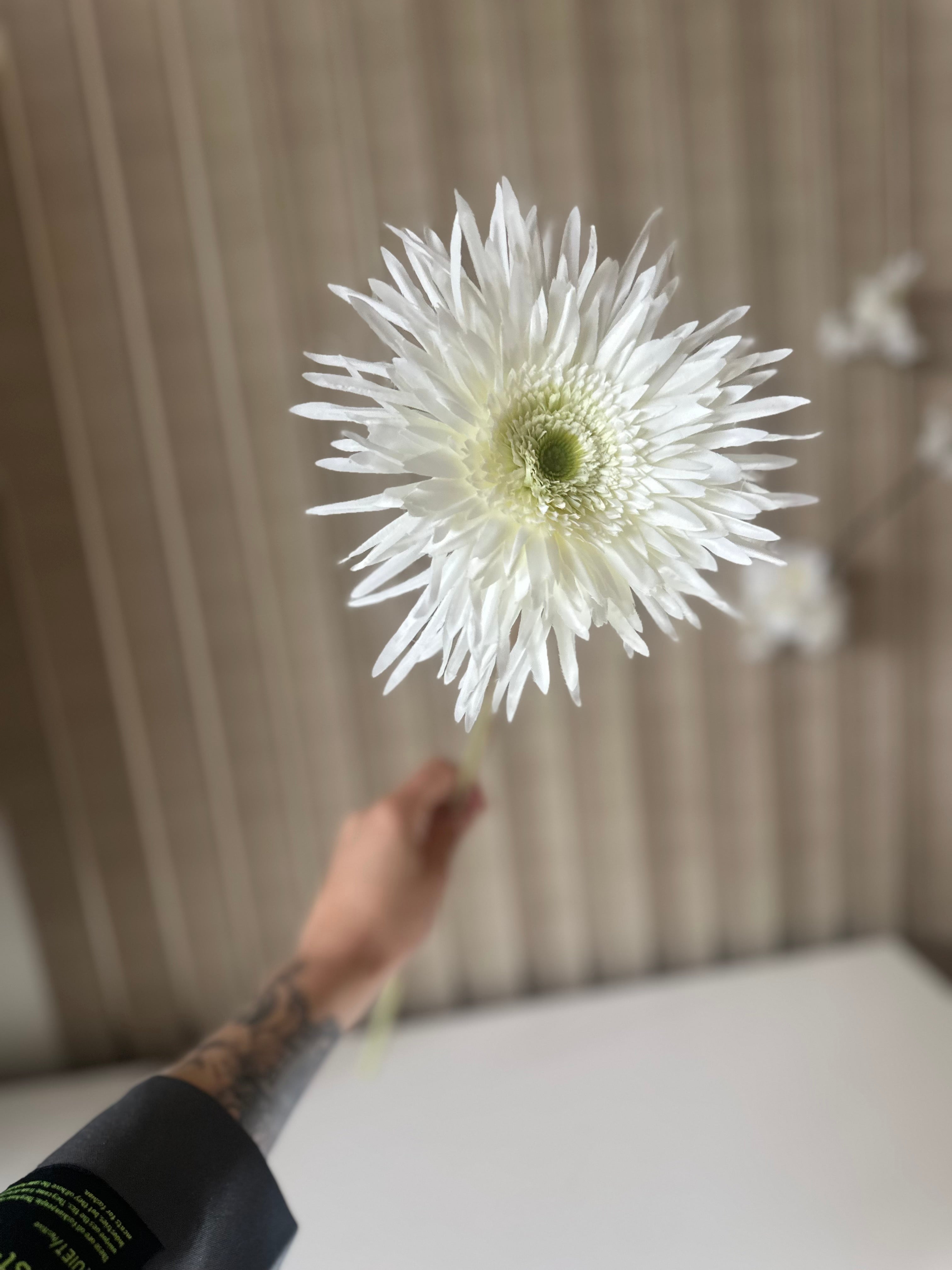 spider gerbera stem