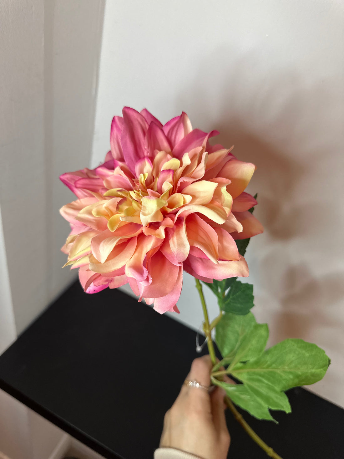 Dahlia peach/pink