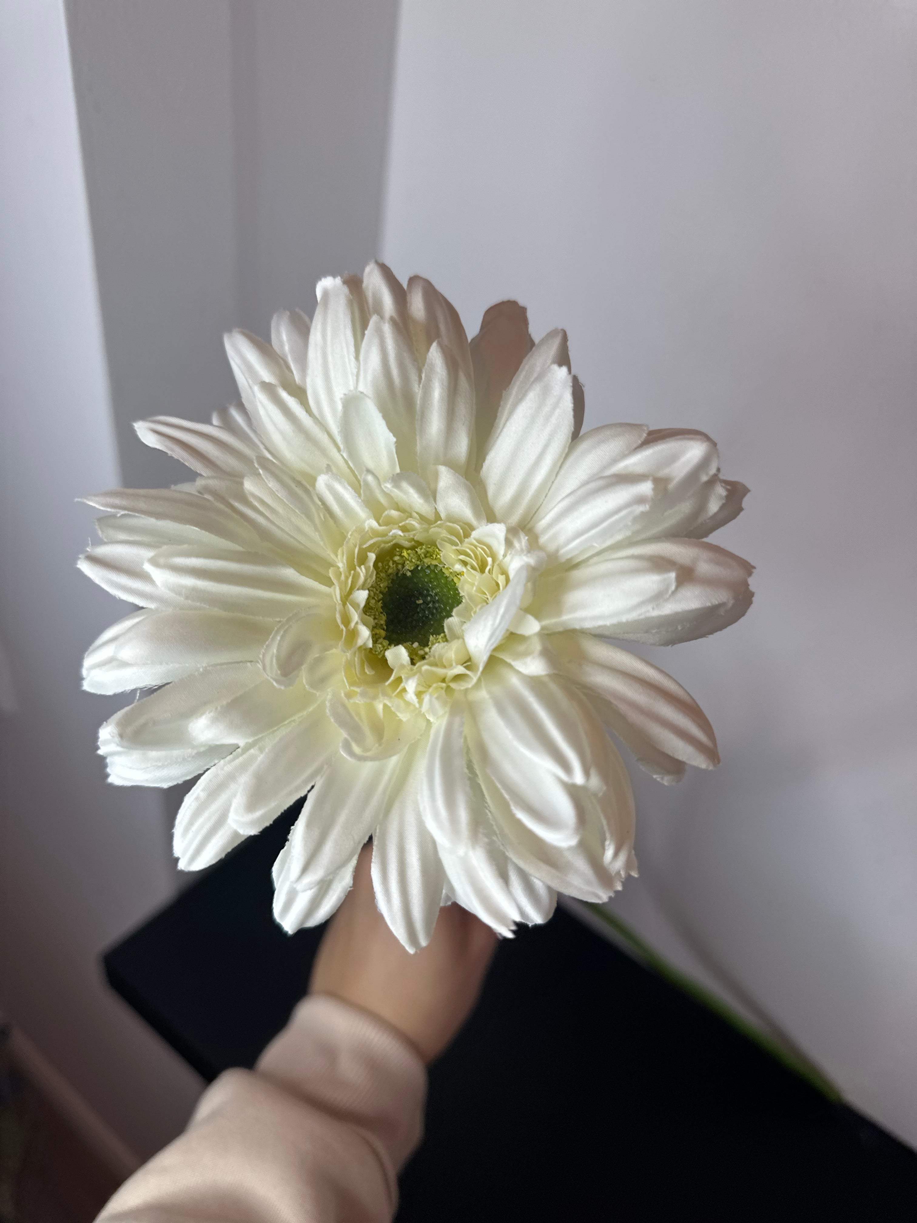 Gerbera