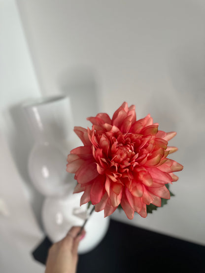 Dahlia single stem