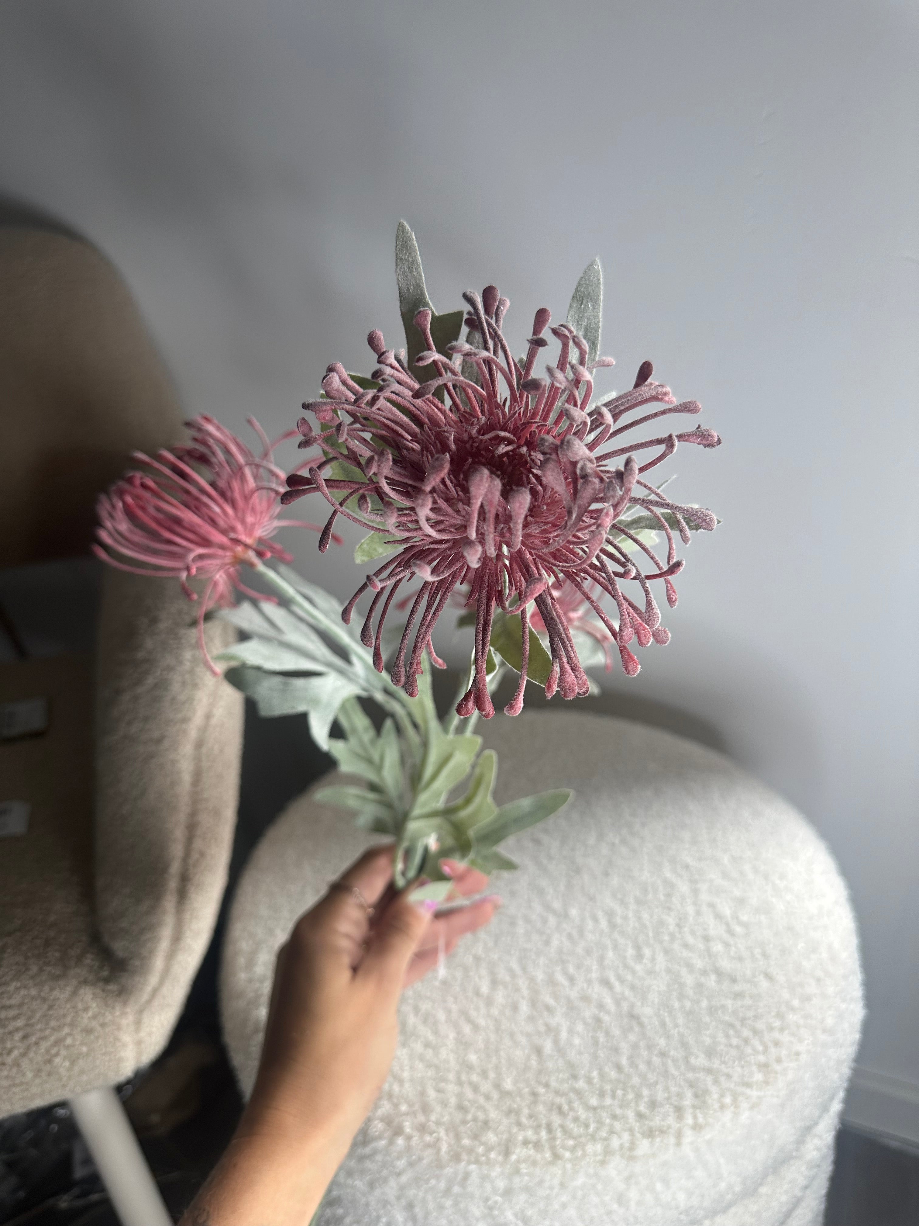 Chrystantemum dark pink