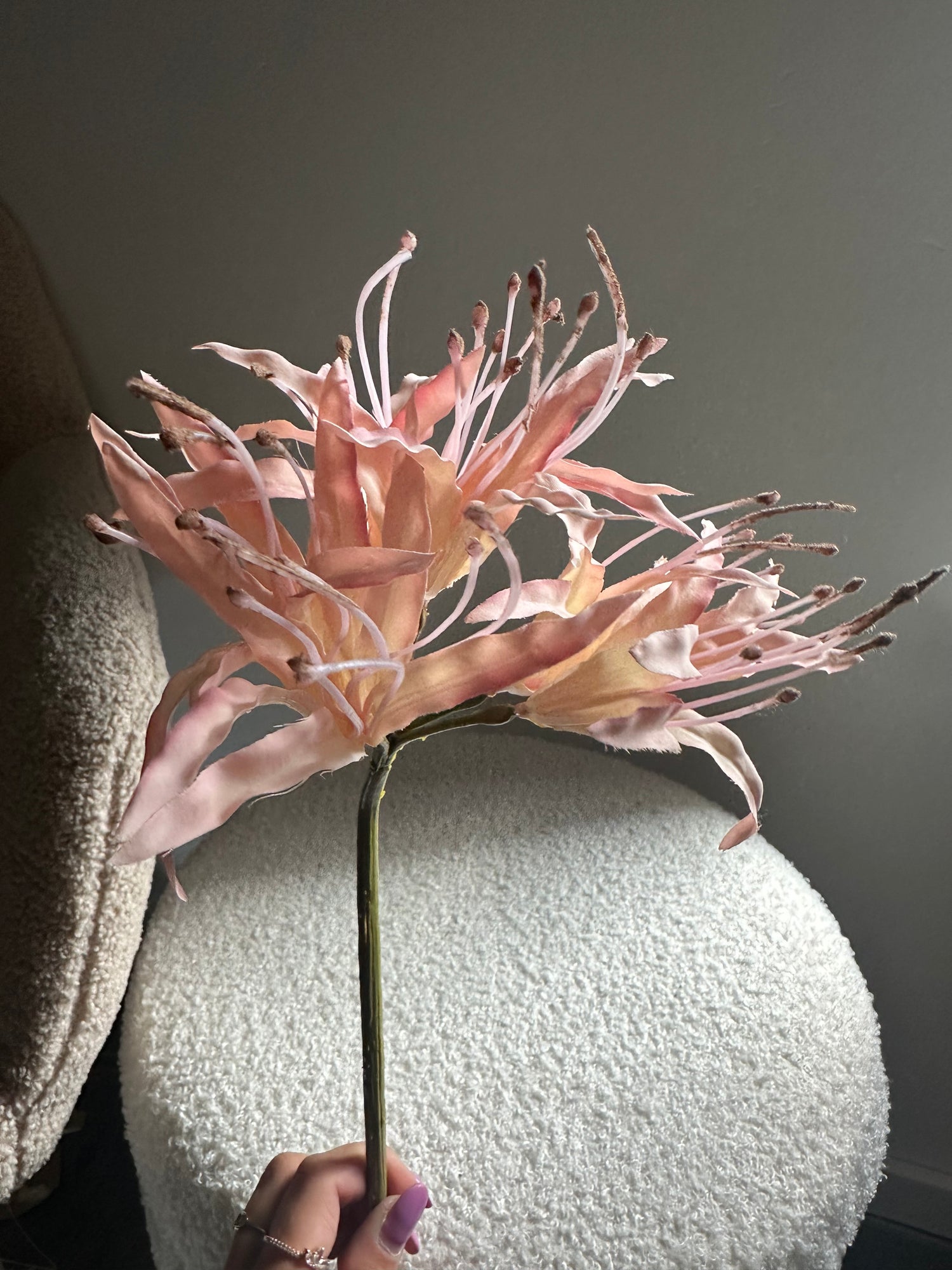 Nerine spray cream-roze