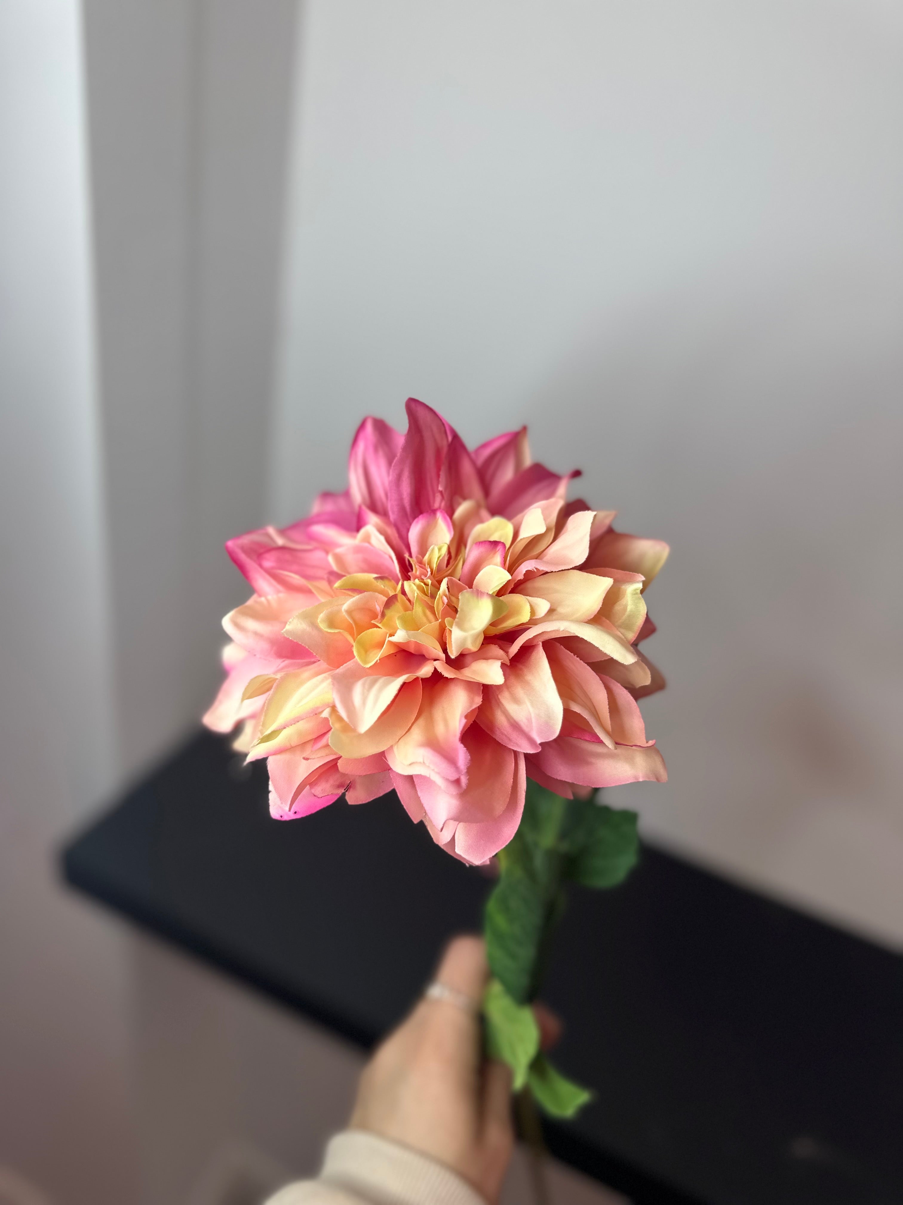 Dahlia peach/pink