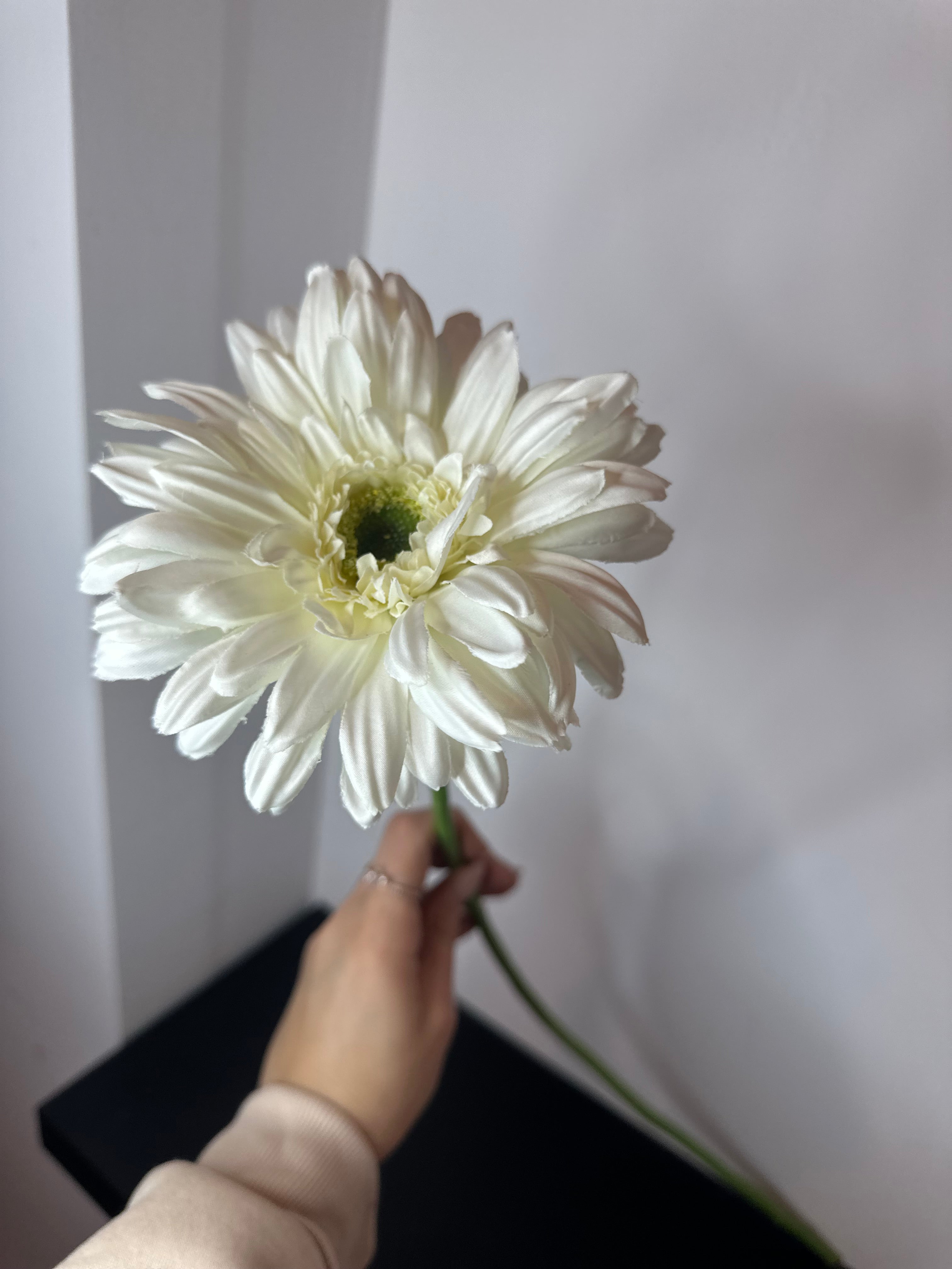 Gerbera