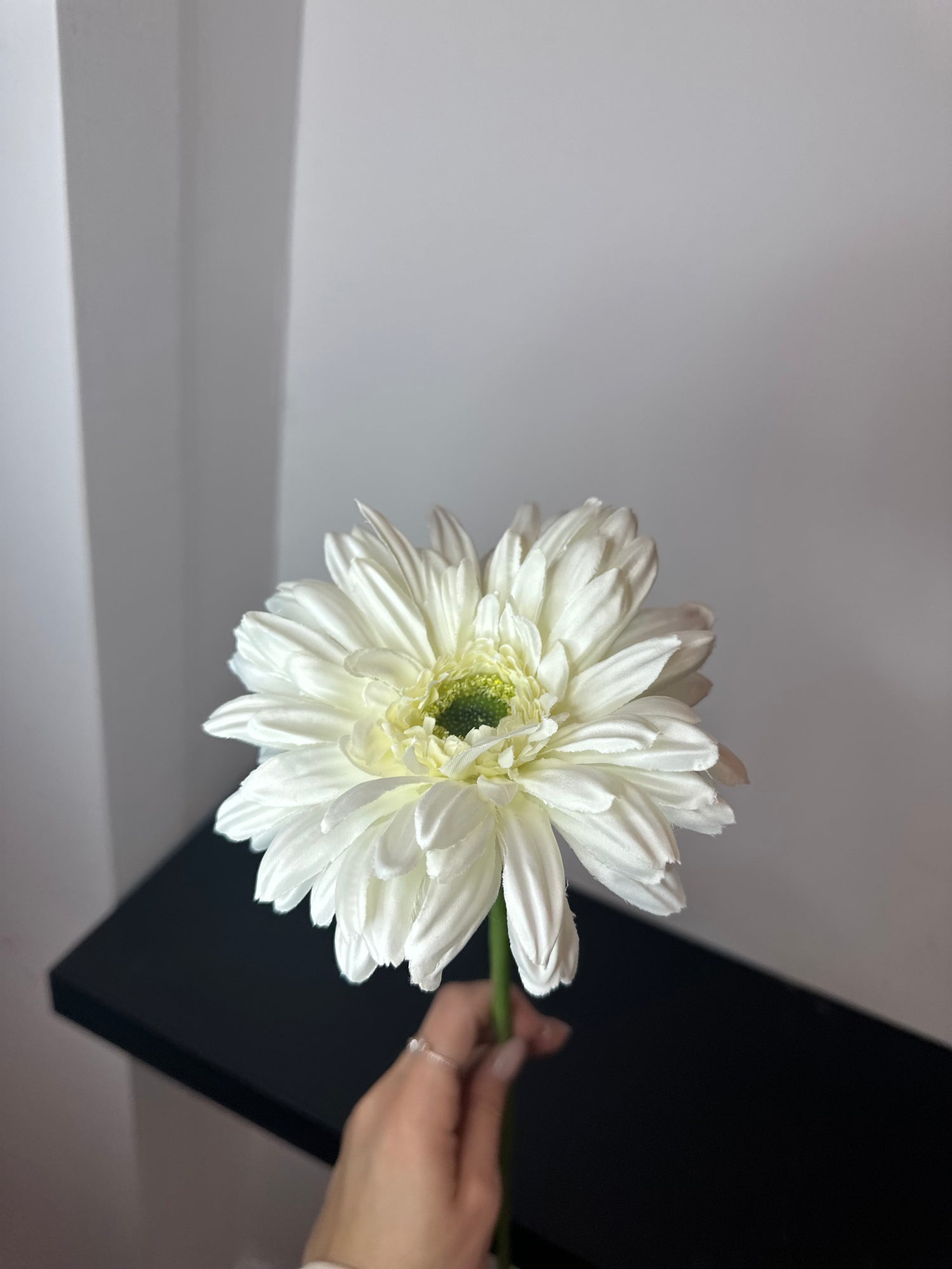 Gerbera