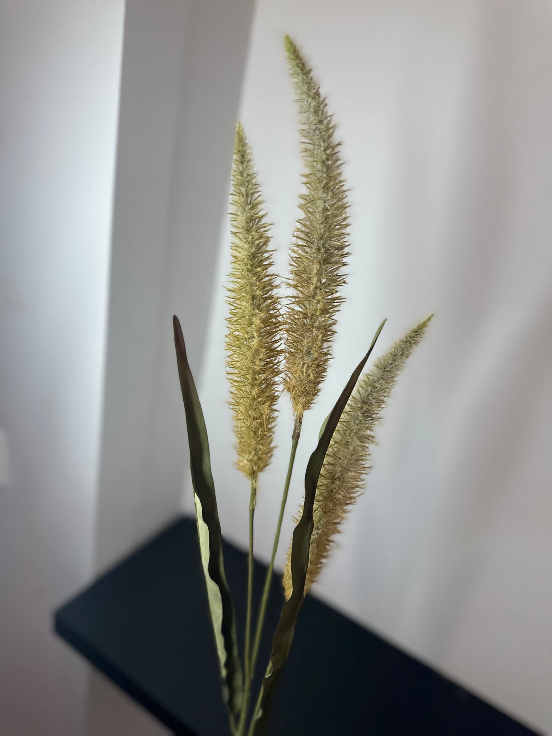 Pennisetum