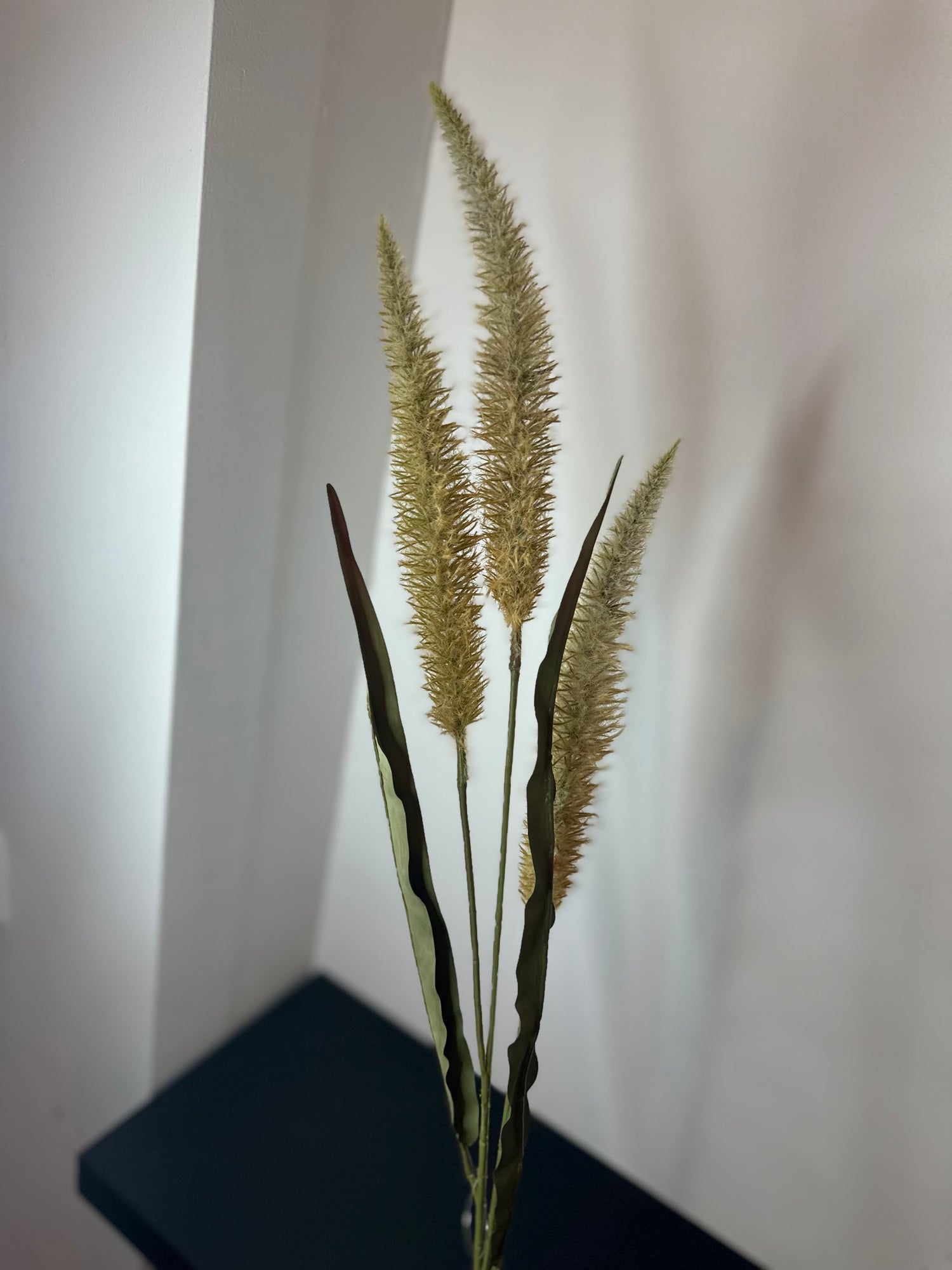 Pennisetum