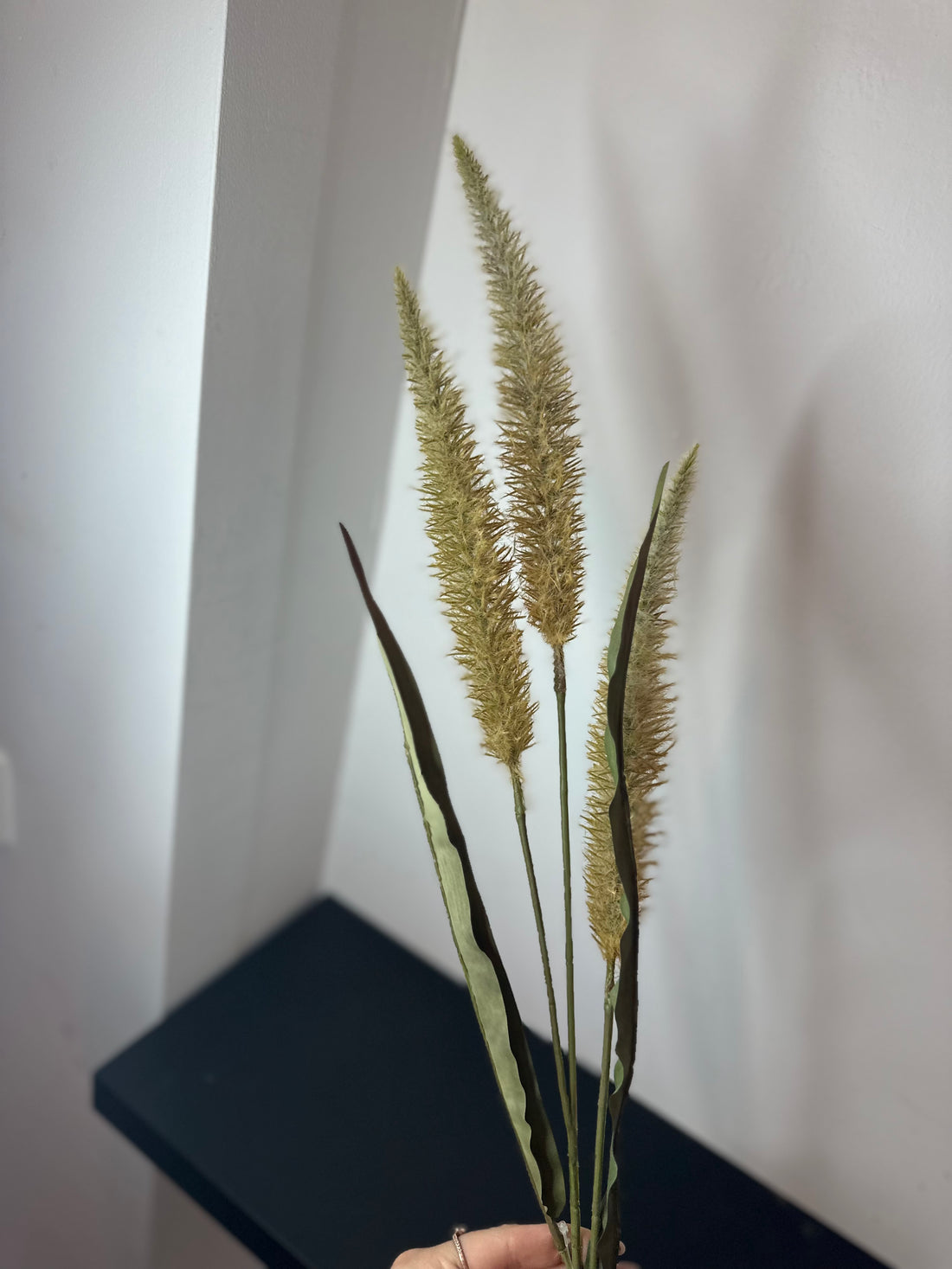 Pennisetum