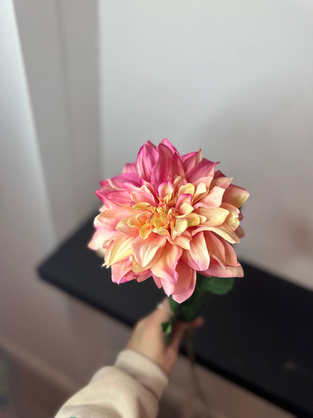 Dahlia peach/pink